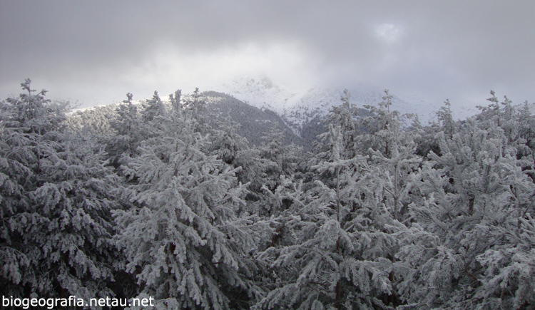 Pino silvestre con nieve