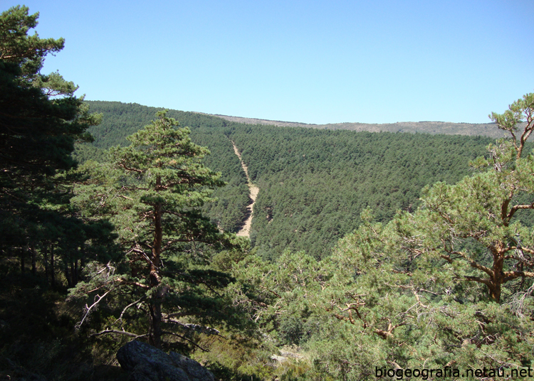 Pinar del puerto de Canencia