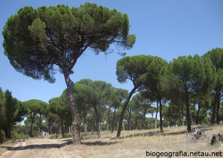 Pinos piñoneros de Alcarazén