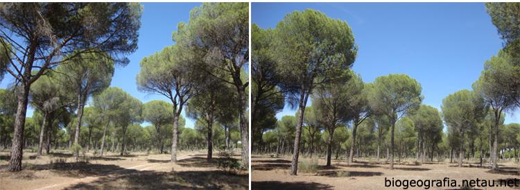 Pinos piñoneros sobre arenales