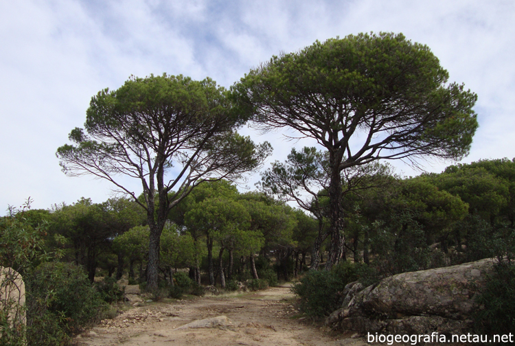 Pinos piñoneros