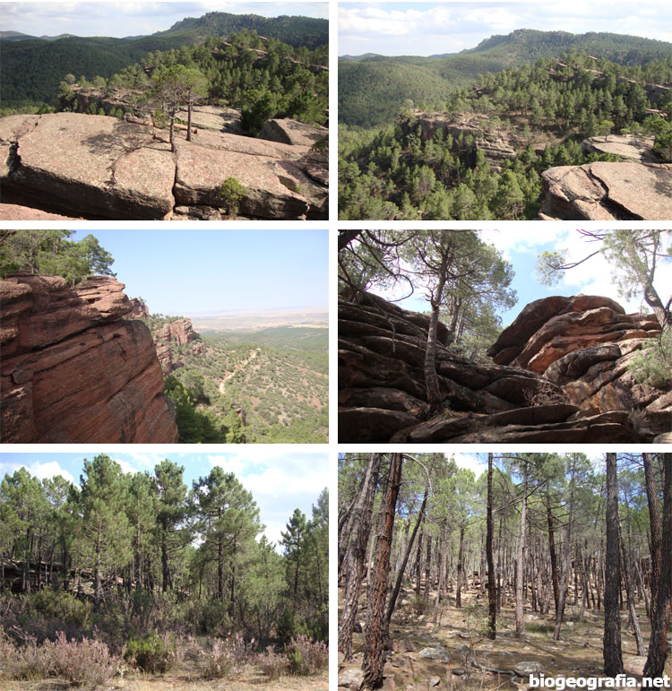 Imágenes de pinares de Albarracín