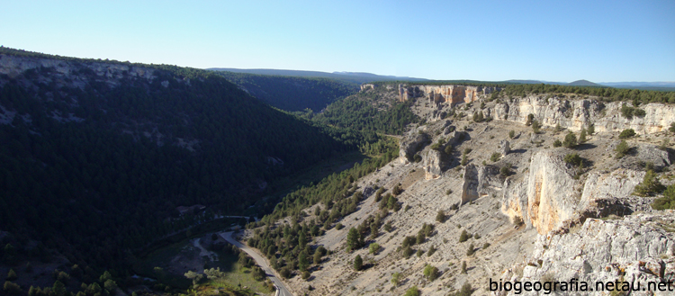 Sabinar desde el mirador de La Galiana