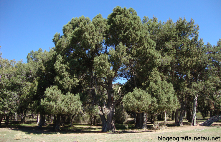 Árbol de sabina de gran tamaño