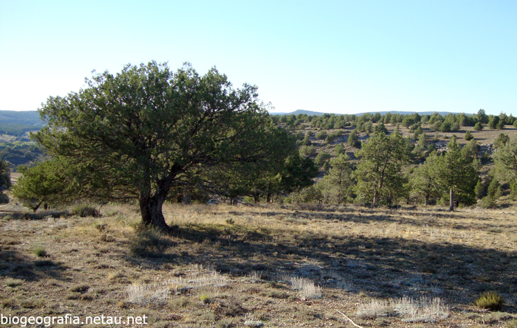 Sabinar del mirador del Mirón