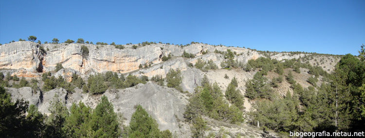 Sabinas y pinos