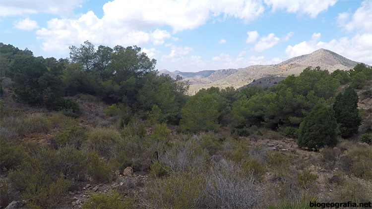 Araar y pinos en el monte de las Cenizas