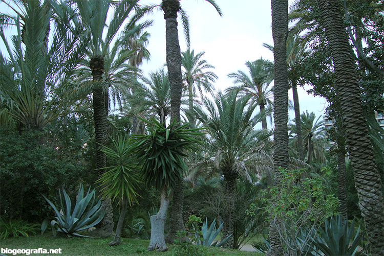 Palmeral de Elche