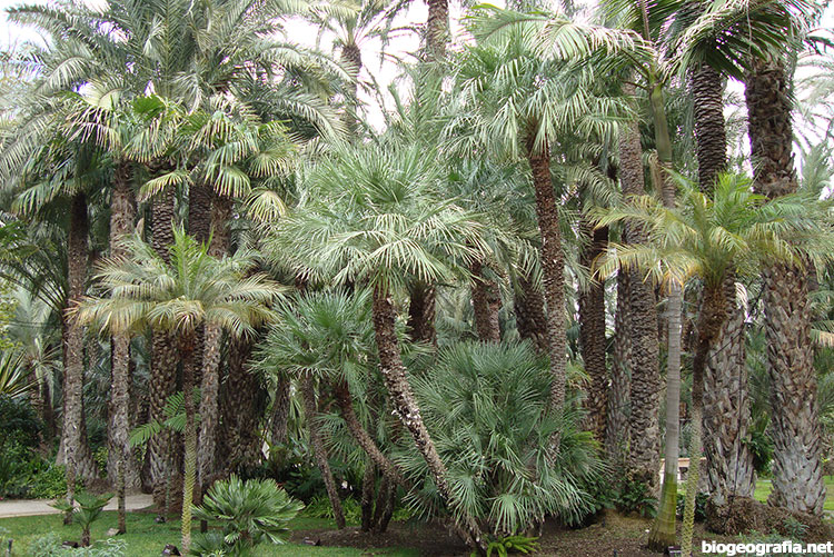 Palmeras del Huerto del Cura