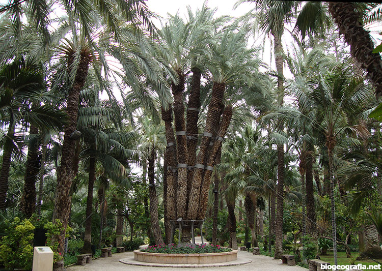 Palmera imperial