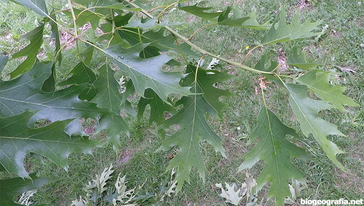 Hojas de roble común