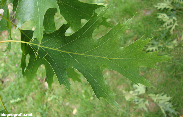 Hojas de roble común