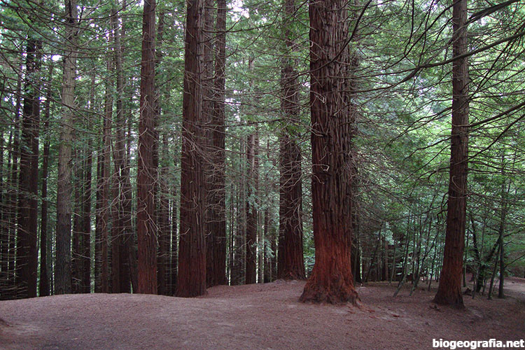 Bosques no autóctonos