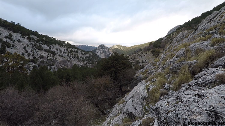 Valle de los tejos milenarios