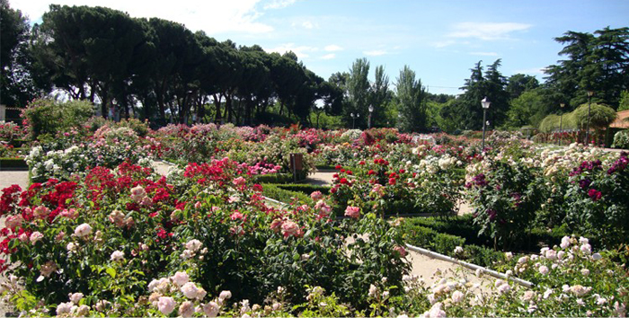 La Rosaleda