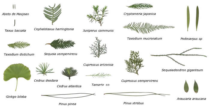 Composición de hojas