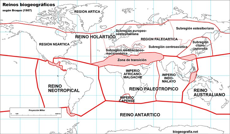 Reinos biogeográficos de Braque