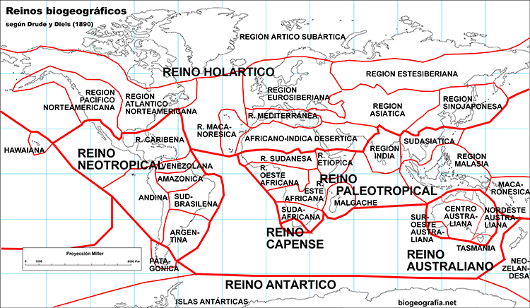 Reinos biogeográficos de Drude y Diels