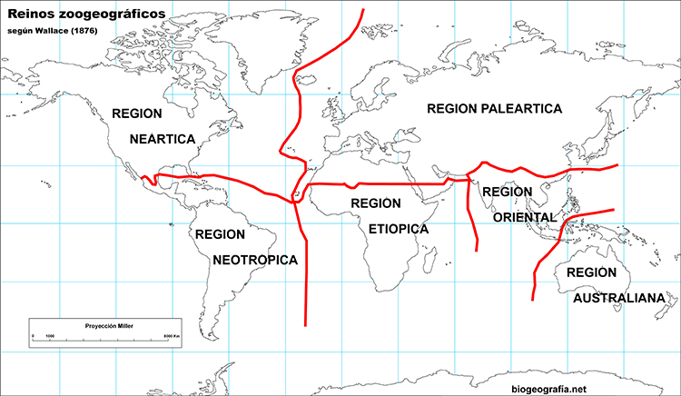 Mapa zoogeográfico de Wallace