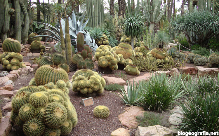 Cactarium del Huerto del Cura