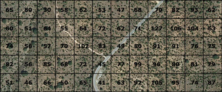 Cuadrícula de 50m x 50m sobre un sabinar-enebral en el que se indica el número de especies