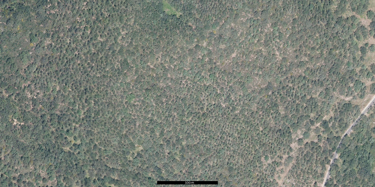 Fotografía aérea de un bosque de melojos