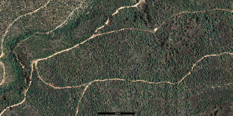 Fotografía aérea de un bosque de roble pubescente